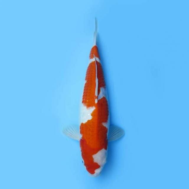 40cm Kohaku HS