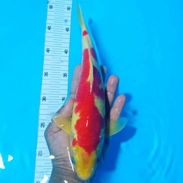Kohaku male 32cm
