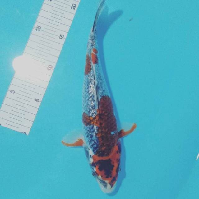Ghosiki 28cm