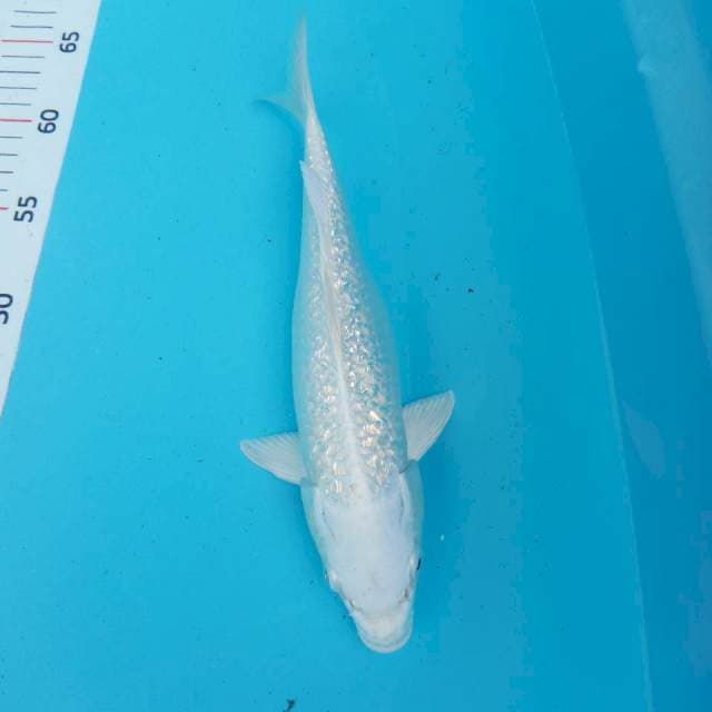 Platinum ginrin 27cm