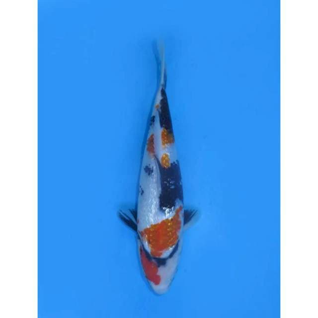Kindai Showa Full Ginrin - 25cm