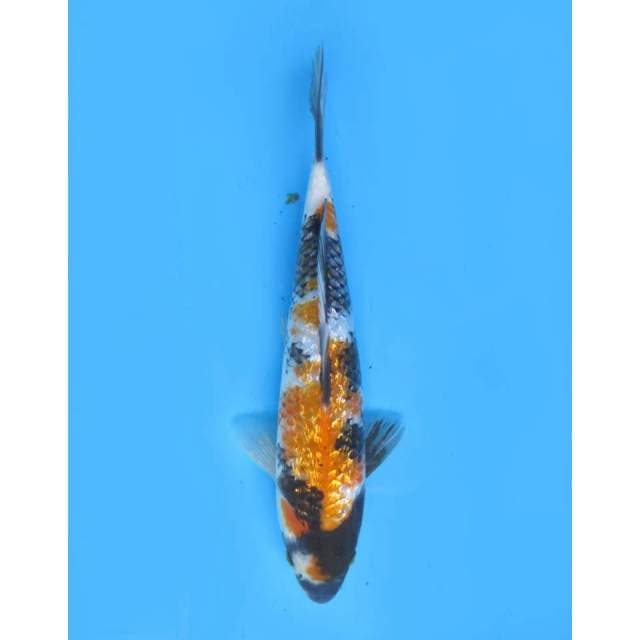 Ki Showa Ginrin - 27cm