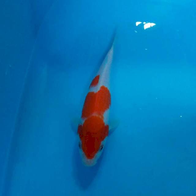 Kohaku 22 cm