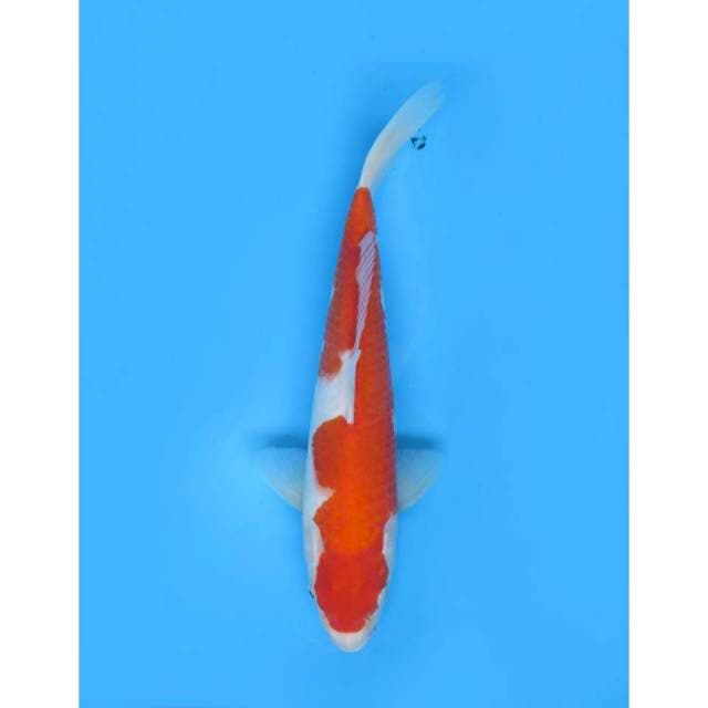 Kohaku Omoyo - 30cm