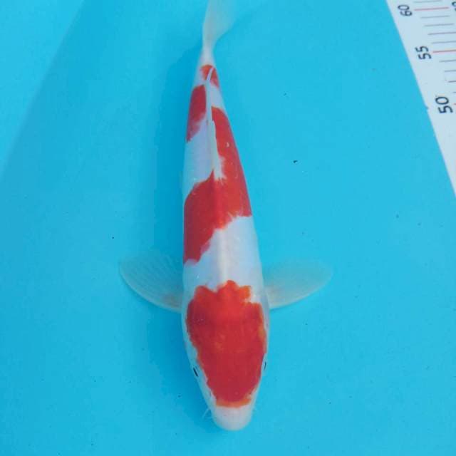 Kohaku 30cm