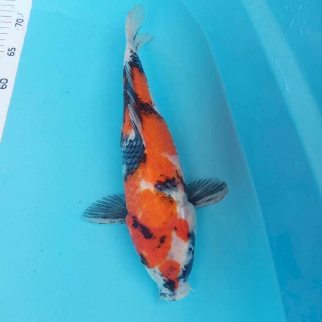 Showa 30cm