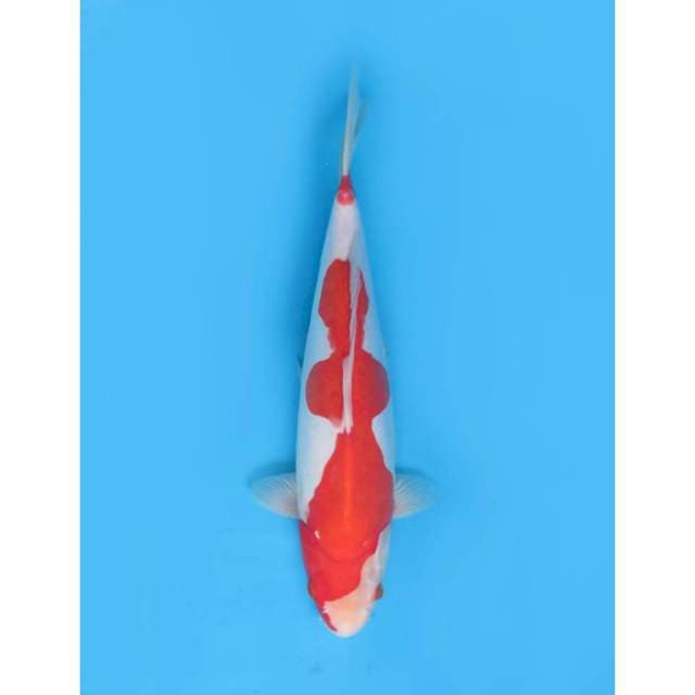 Kohaku Doitsu Inazuma - 35cm