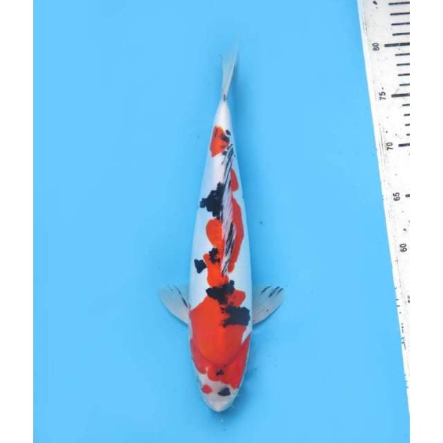 Sanke Doitsu Murni - 33cm