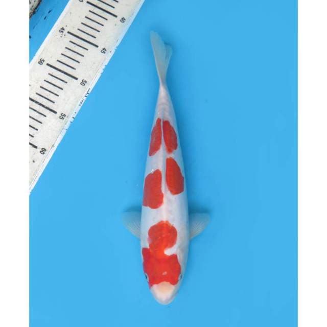 Sandan Kohaku - 30cm