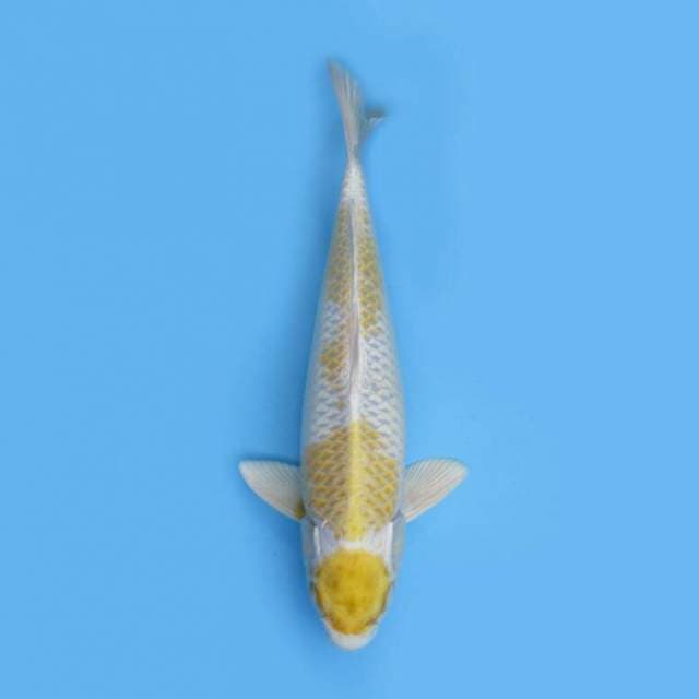 BKS ( MARUTEN HARIWAKE 36 CM )