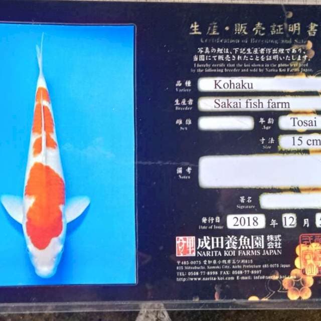 Kohaku import serty