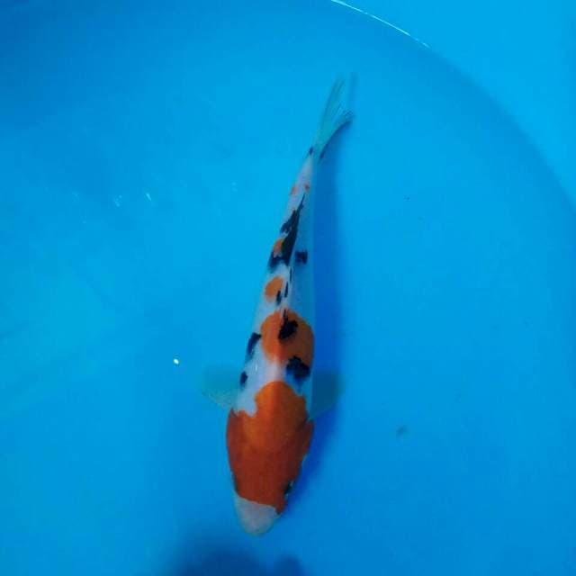 Sanke 22 cm