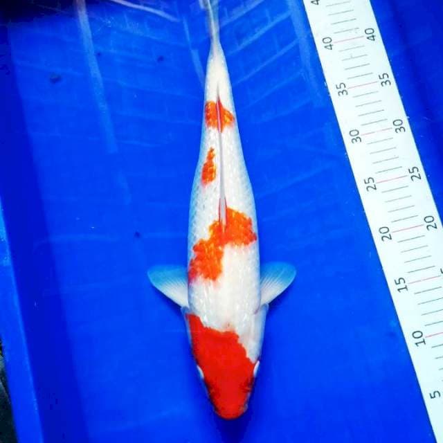 Kohaku ginrin #2