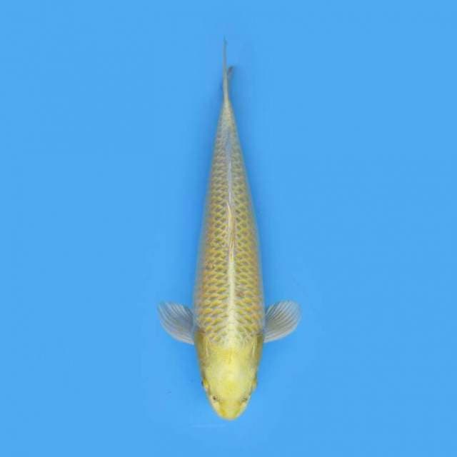 BKS ( MUKASI OGON 40 CM )