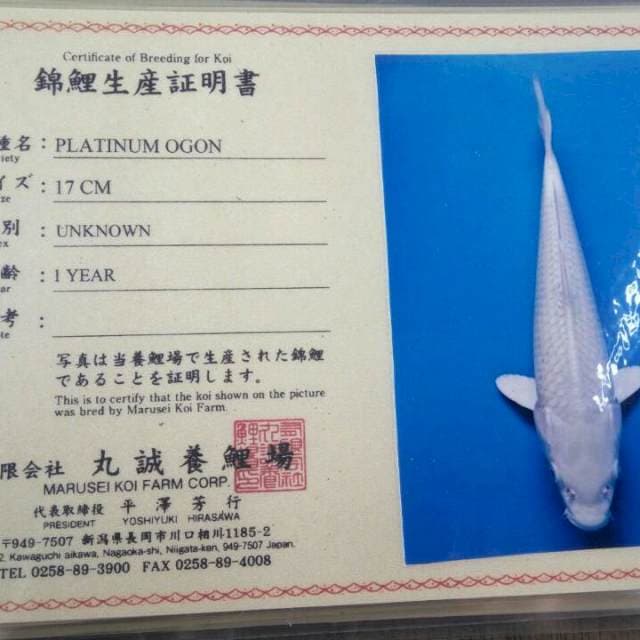 Platinum import marusei