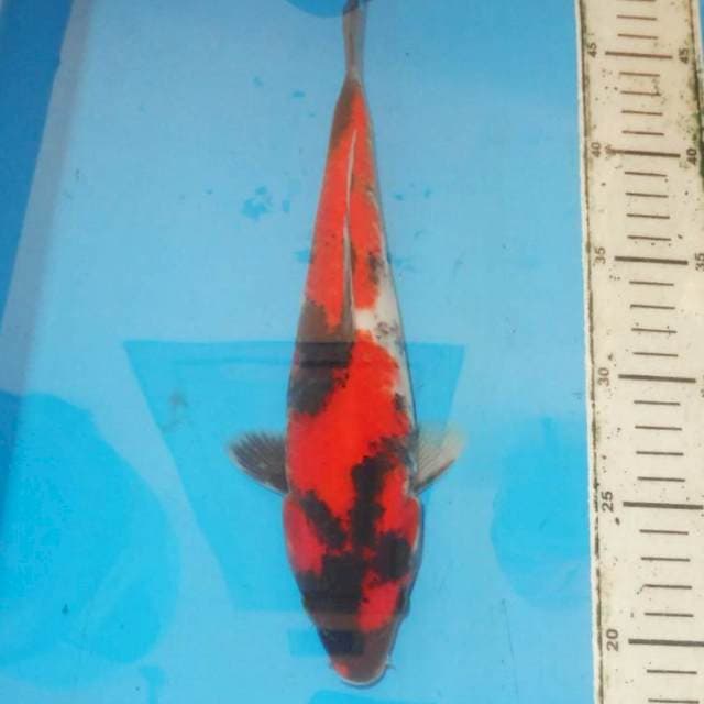 Showa 30 cm
