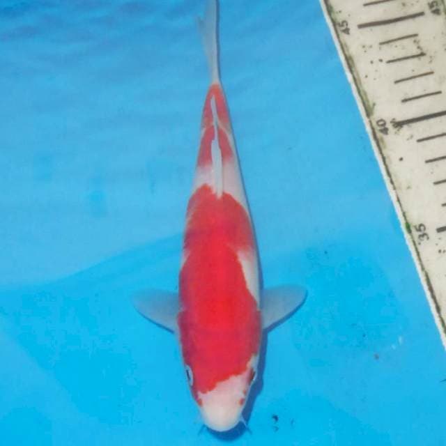 Kohaku 20cm