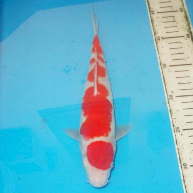 Kohaku 28cm