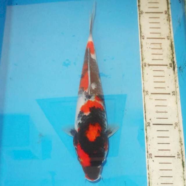 Showa 30 cm