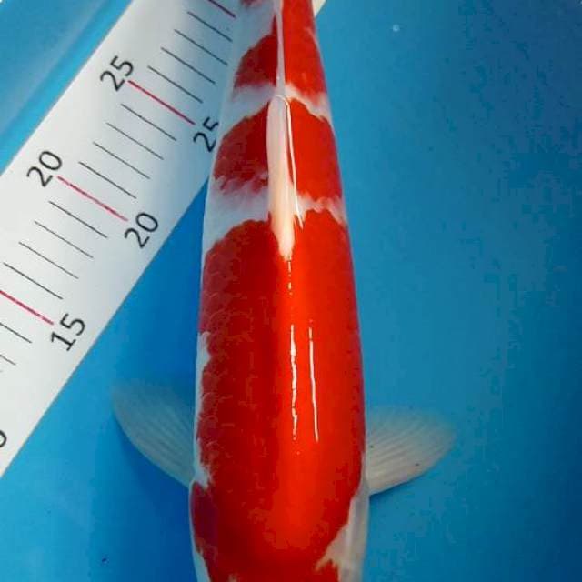 Kohaku