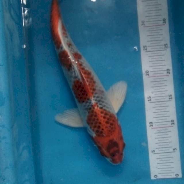 Kujaku 40bu