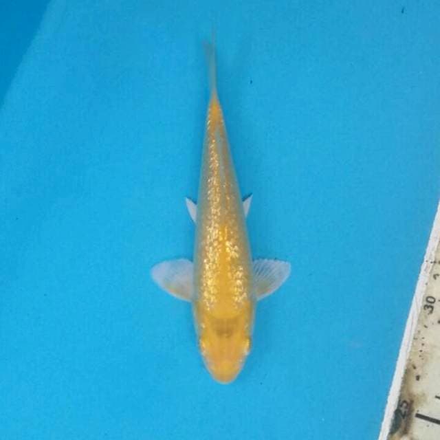 Karashi full ginrin