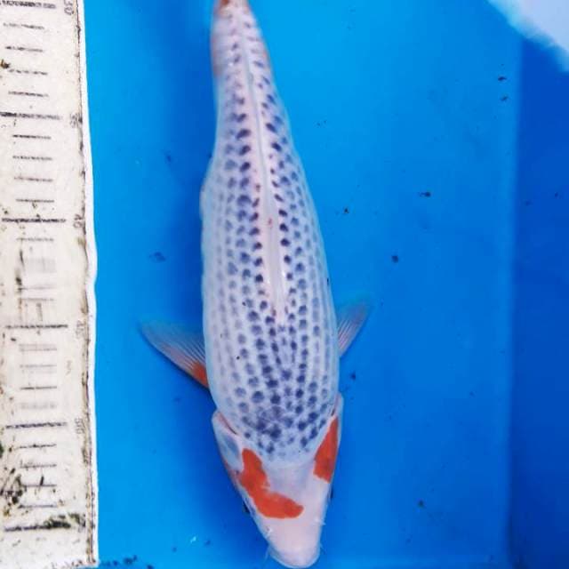 Asagi 35cm jantan
