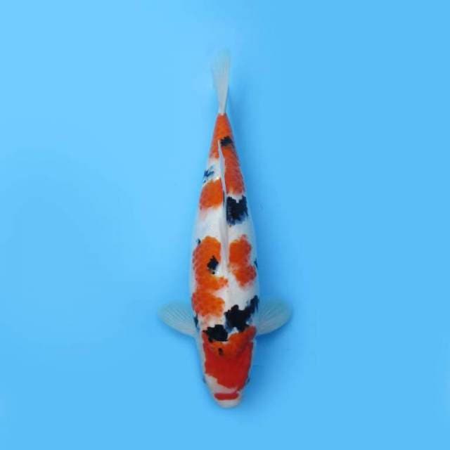 41cm Sanke Mantap HS