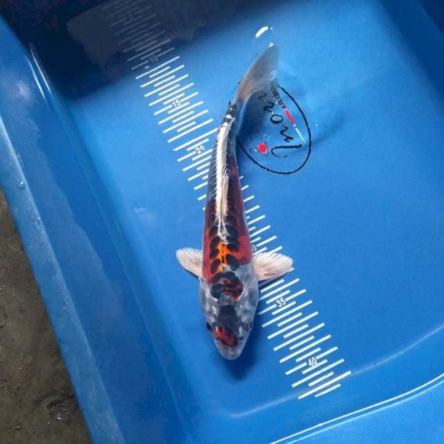 Kikko 26cm