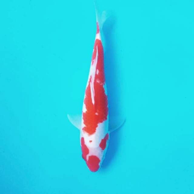 4. Kohaku || 28 cm