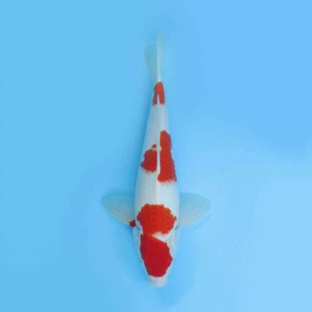 BKS ( KOHAKU 36 CM )