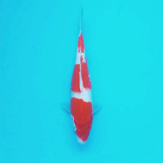 5. Kohaku || 28 cm