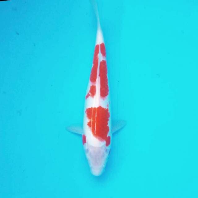 8. Kohaku || 28 cm