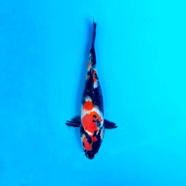 Maruten showa, male 21cm