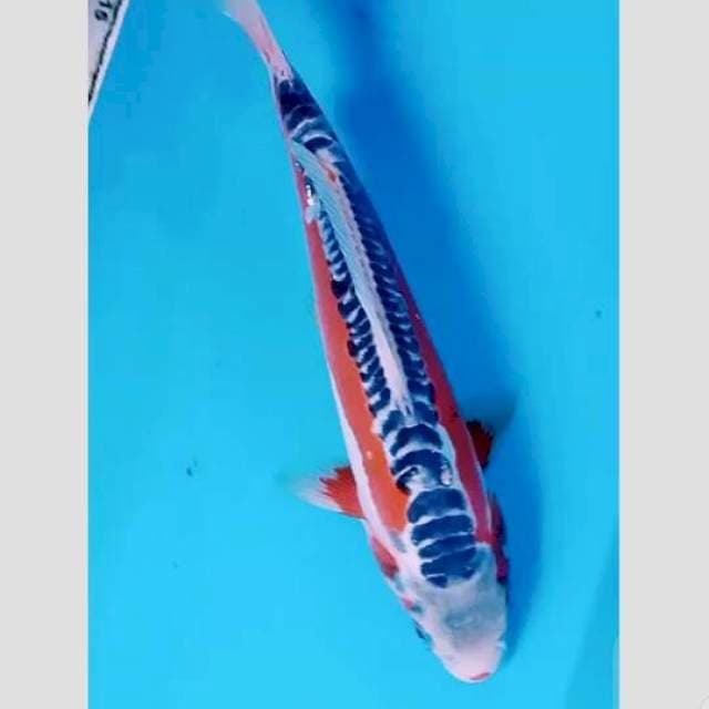 shusui import kawakami 30bu (merah pekad)