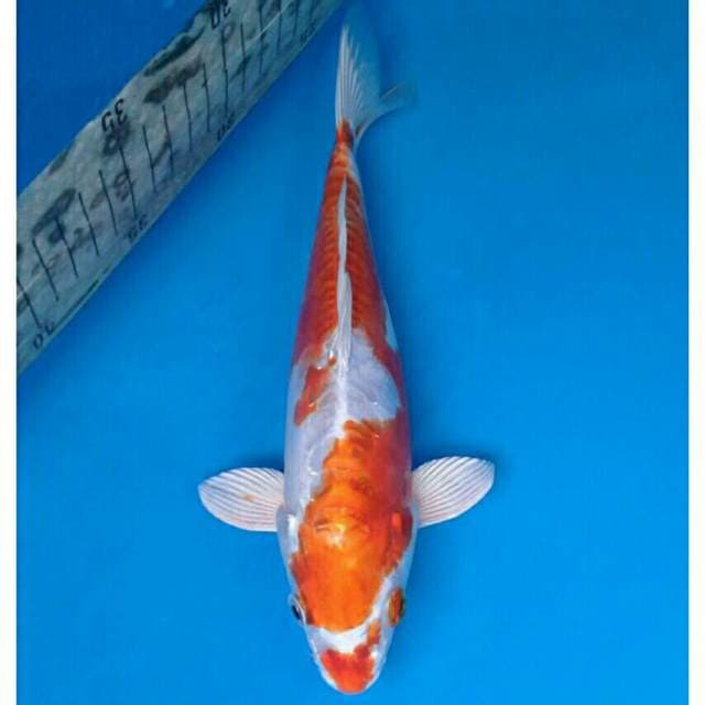 Kikushui Import non serti