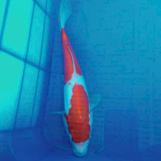 Kohaku doitsu 25 cm