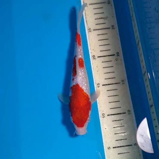 Gindrin Kohaku