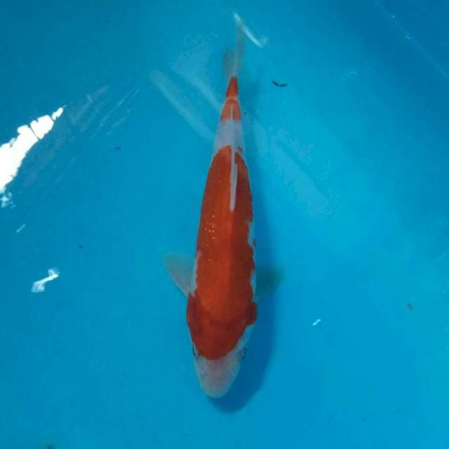 Kohaku semi ginrin 22 cm