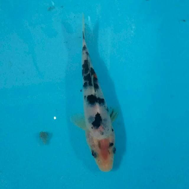 Showa misteri 18 cm