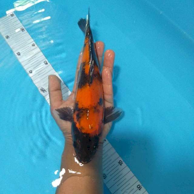 Utsury 28cm
