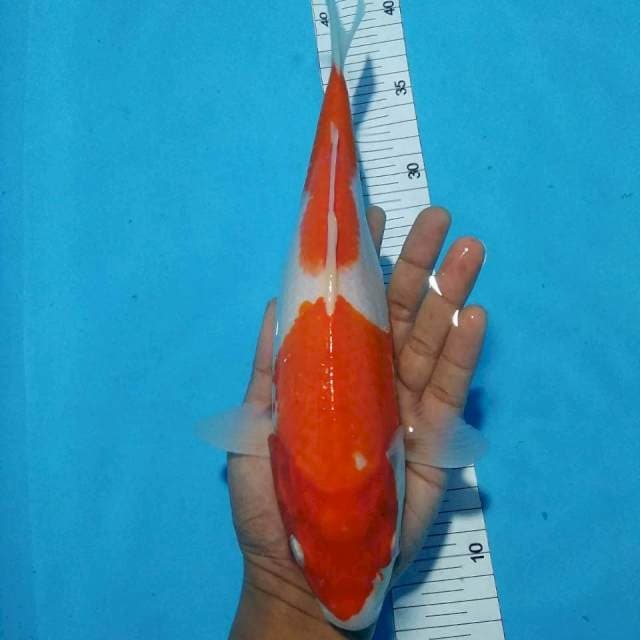 Kohaku 30cm