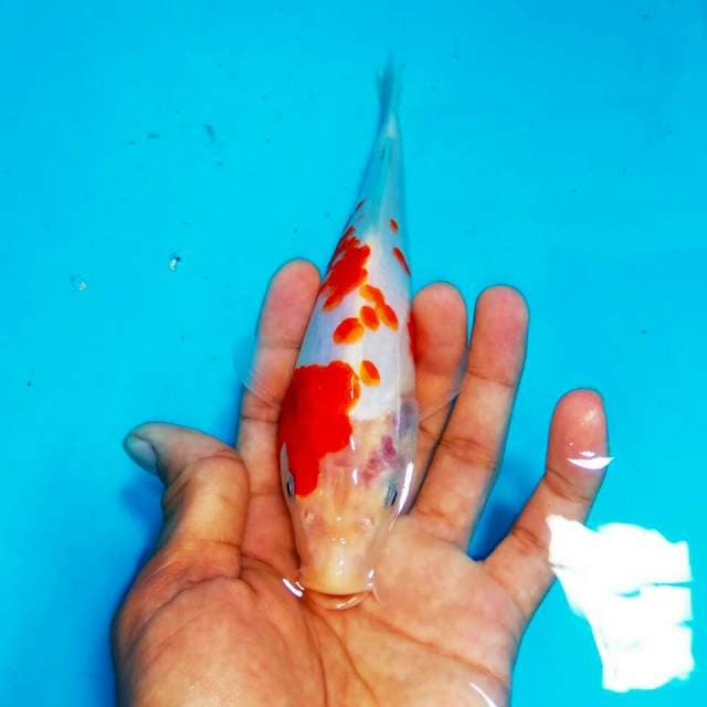 Kohaku 20cm