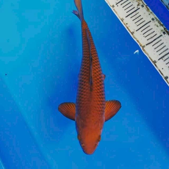 30cm CHAGOI