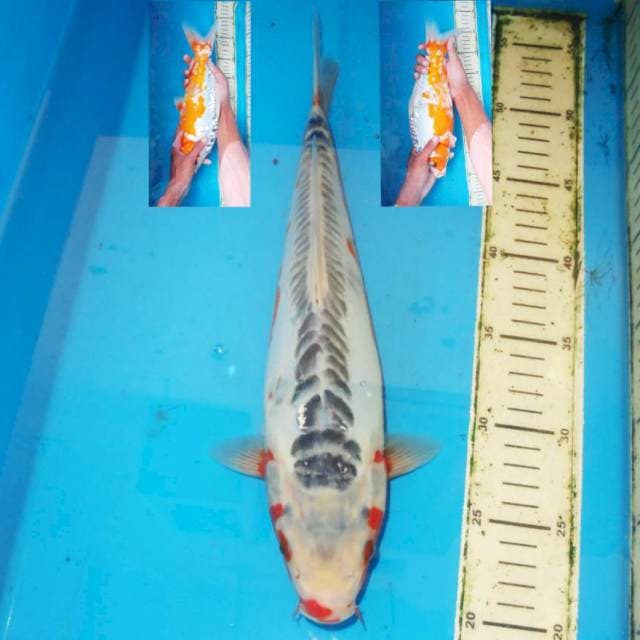 35cm SUSHUI