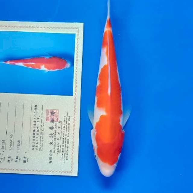Kohaku import serty
