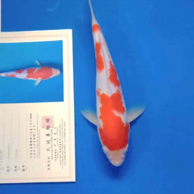 Kohaku import serty