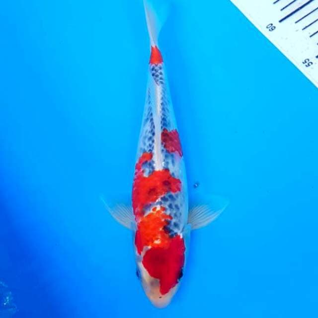 Ghosiki F1