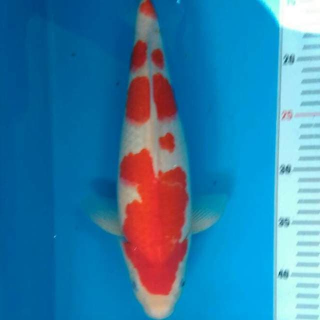 Kohaku berpunuk 35 cm
