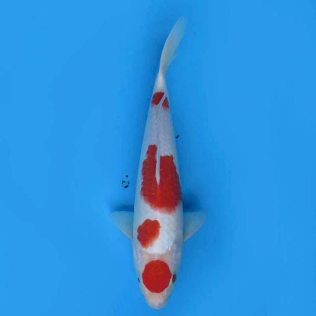27cm , Maruten Kohaku Ori